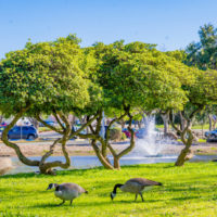 pond at Hagan Community Park